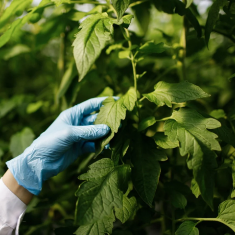 Panduan Formulasi Surfaktan Pestisida Biodegradable untuk Tim R&D Agrokimia