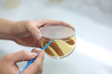 Microbiology lab 2